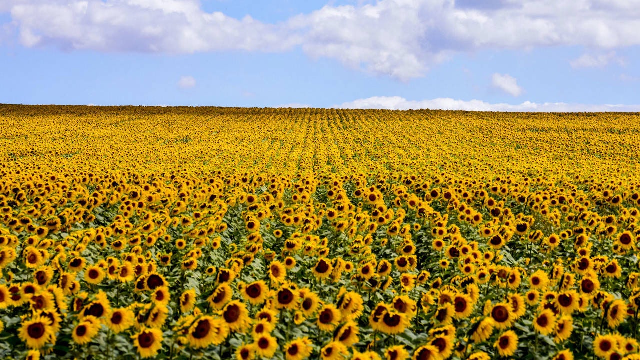 Campo de girasoles como metáfora de sembrar conocimiento tecnológico y pensamiento lógico a largo plazo